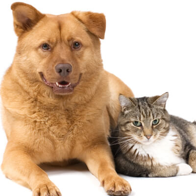 welcome cat and dog