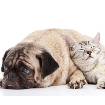 dog and cat snuggled